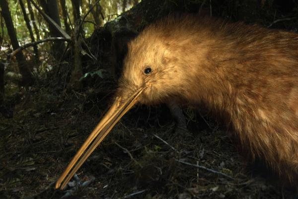 Animales parecidos al avestruz - Kiwi moteado grande (Apteryx haastii)