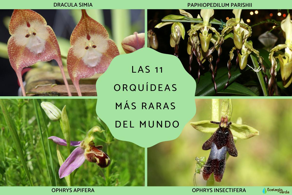 Las orquídeas más raras del mundo