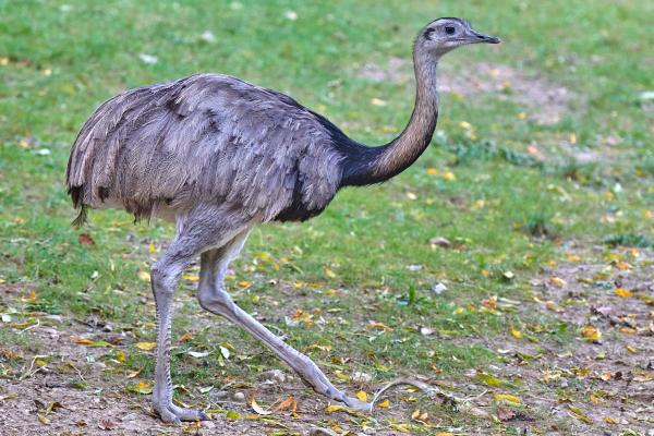 Animales parecidos al avestruz - Ñandú común (Rhea americana)