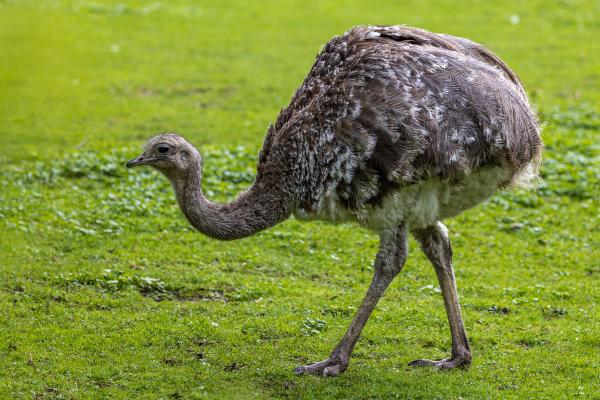 Animales parecidos al avestruz - Ñandú menor (Rhea pennata)