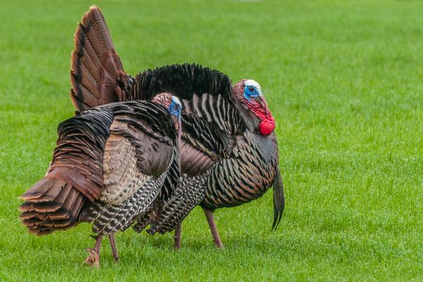 Animales parecidos al avestruz - Pavo salvaje (Meleagris gallopavo)