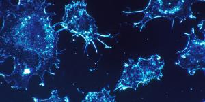 Reproducción celular