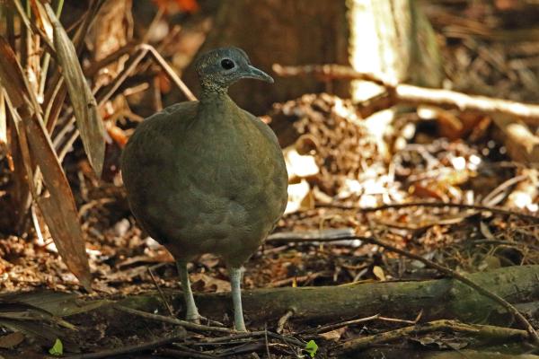 Animales parecidos al avestruz - Tinamú grande (Tinamus major)