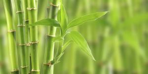 Bambú