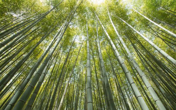 Bambú - Descripción y características del bambú