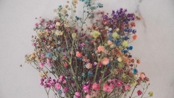 Esta es la mejor técnica para preservar las flores según Ulla Rothschuh, especialista en botánica: "Es el método que mejor respeta la estructura natural de la flor" - La técnica que mejor conserva las flores durante años: ''Es un método lento, pero el más eficaz para mantener el color''