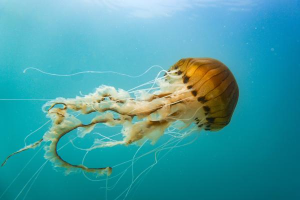 20 Medusas Del Mediterr neo Gu a Completa 20 Medusas Del Mediterr neo Gu a Completa