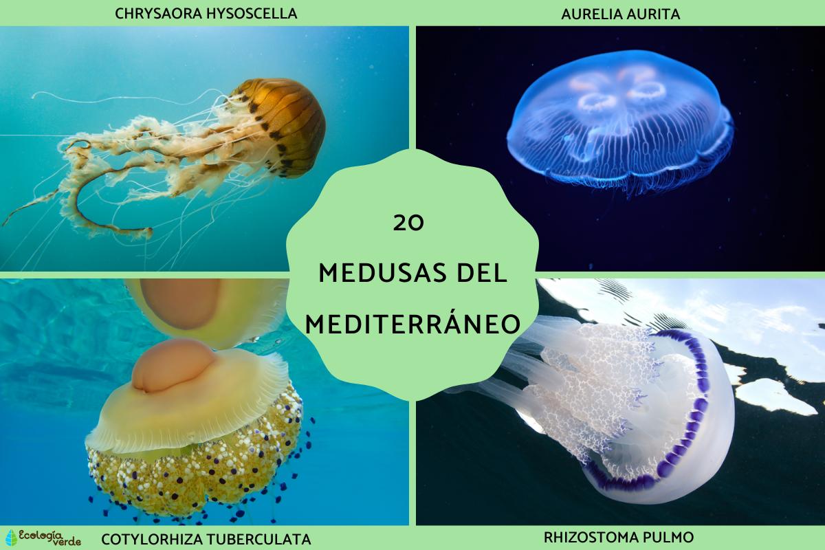 Medusas del Mediterráneo
