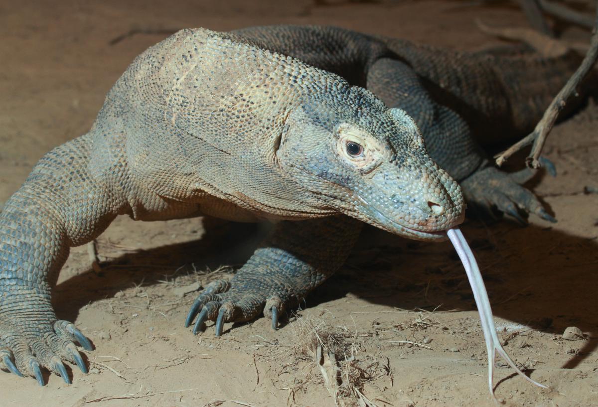 ¿El dragón de Komodo tiene veneno?