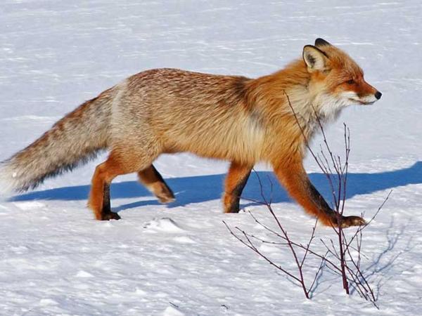 Zorro - Descripción