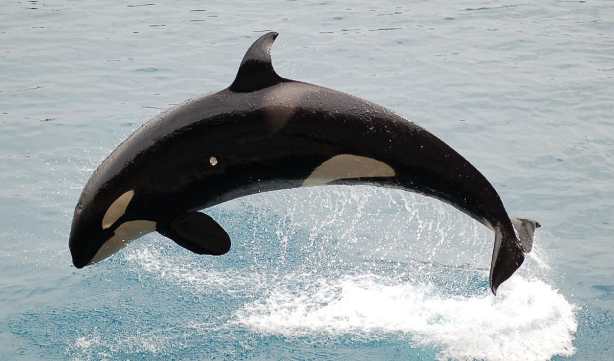 Diferencia entre orca y falsa orca