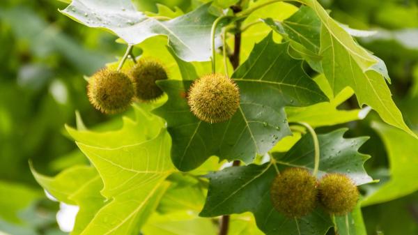 El cambio climático está empeorando tus alergias: “El aumento de temperatura ha acelerado la producción de polen”, advierte una bióloga - El polen está cambiando: por qué ahora provoca más alergias que antes
