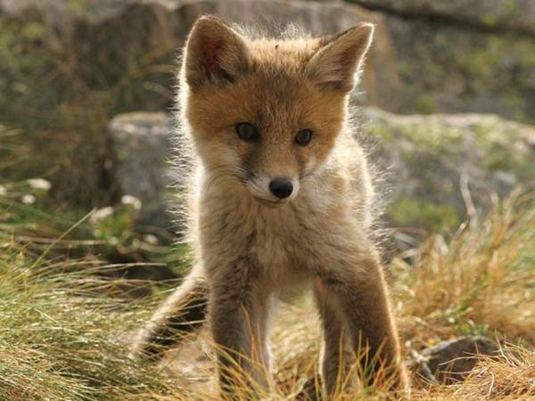 Zorro - Reproducción