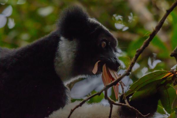 Indri - Alimentación del indri