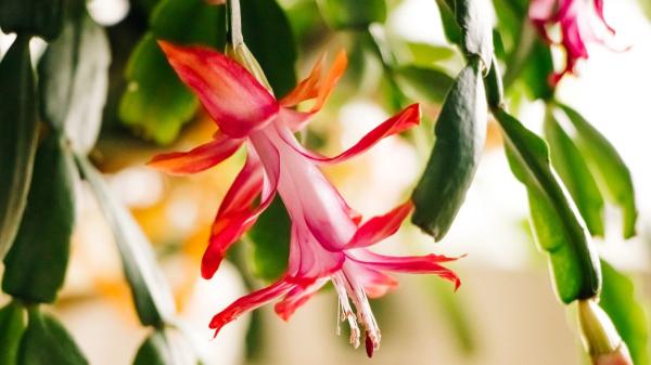 Ni geranios ni potos: las plantas colgantes con flor más bonitas para decorar tu casa y el jardín - Cactus de Navidad, la planta colgante que florece mejor sin sol directo