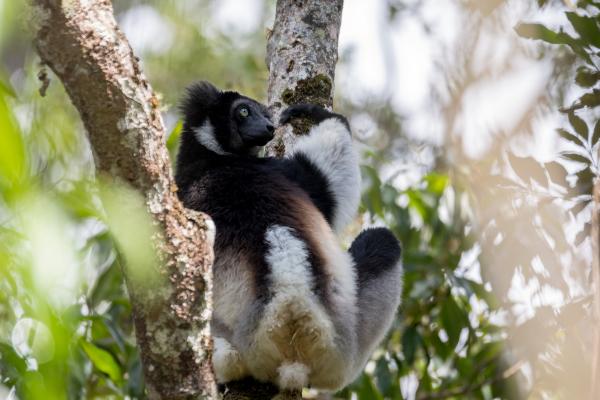 Indri - Características del indri