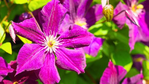 Ni geranios ni potos: las plantas colgantes con flor más bonitas para decorar tu casa y el jardín - Clemátide italiana, la espectacular trepadora violeta
