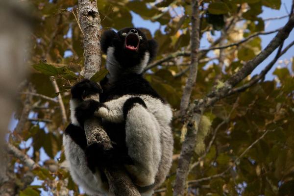 Indri - Comportamiento del indri