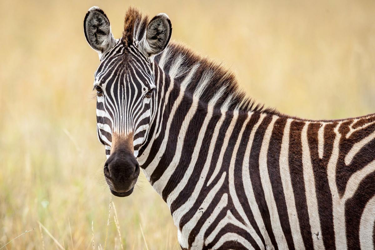 De qué color son las cebras