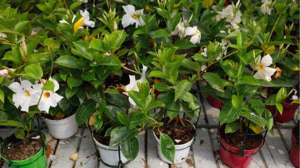 Ni geranios ni potos: las plantas colgantes con flor más bonitas para decorar tu casa y el jardín - Dipladenia, la mejor planta colgante para interior