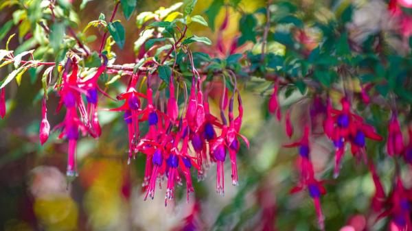 Ni geranios ni potos: las plantas colgantes con flor más bonitas para decorar tu casa y el jardín - Fucsia, flores espectaculares y poco sol
