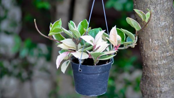 Ni geranios ni potos: las plantas colgantes con flor más bonitas para decorar tu casa y el jardín - Hoya, la “flor de cera” o “flor de cristal”
