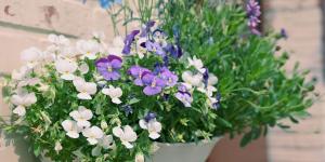 Ni geranios ni potos: las plantas colgantes con flor más bonitas para decorar tu casa y el jardín