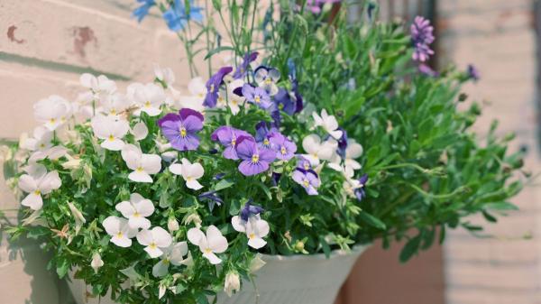 Ni geranios ni potos: las plantas colgantes con flor más bonitas para decorar tu casa y el jardín