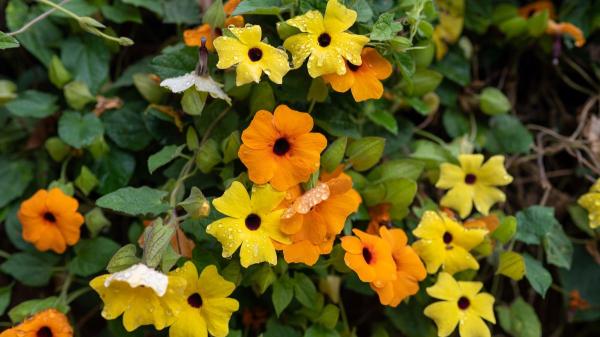 Ni geranios ni potos: las plantas colgantes con flor más bonitas para decorar tu casa y el jardín - Ojo de poeta, transforma balcones con una cascada de flores