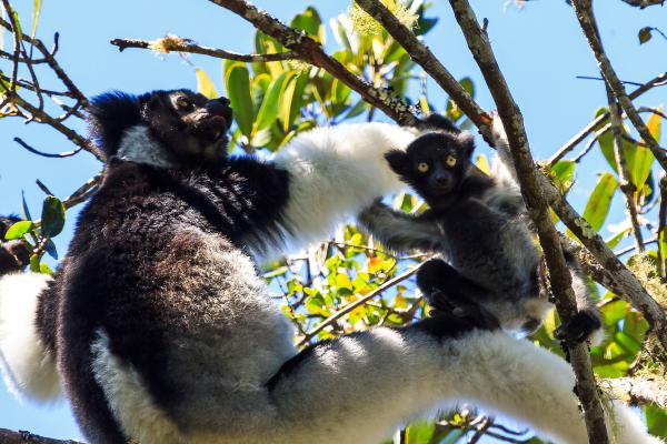 Indri - Reproducción del indri