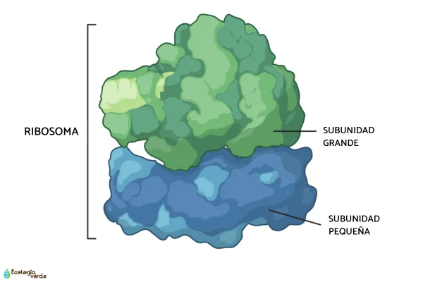 Estructura Del Ribosoma
