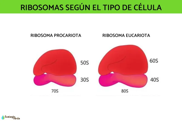 Ribosomas En Una Célula Animal
