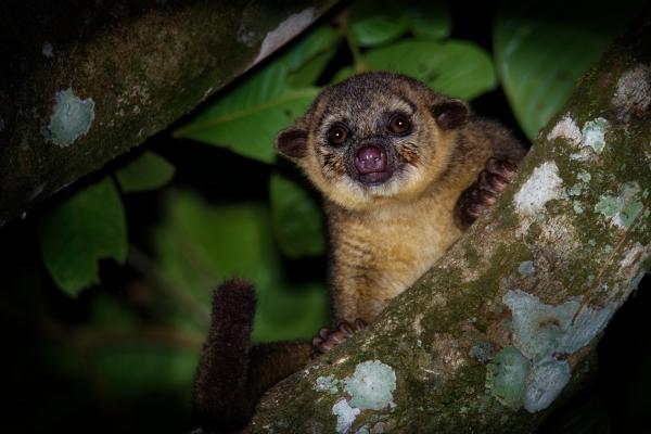 Kinkajou - Amenazas y conservación del kinkajou