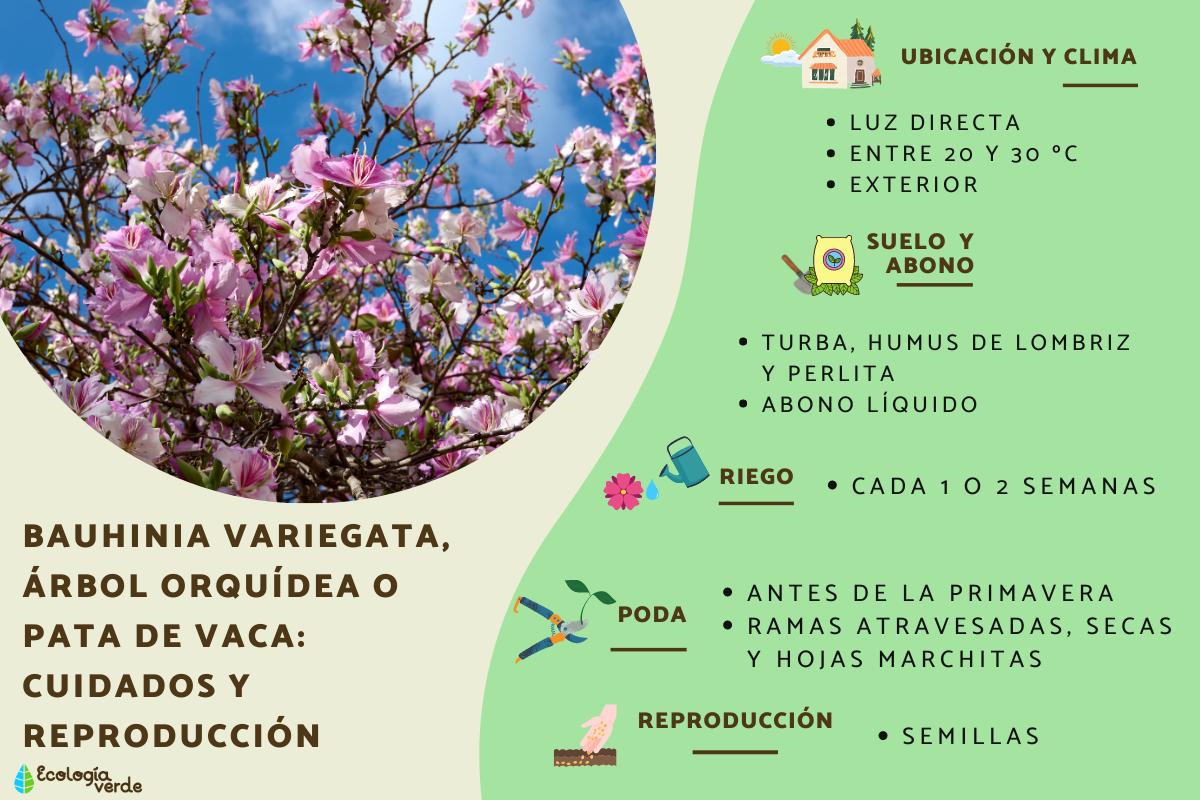 Bauhinia variegata, árbol orquídea o pata de vaca: cuidados y reproducción