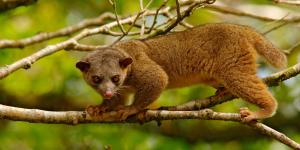 Kinkajou