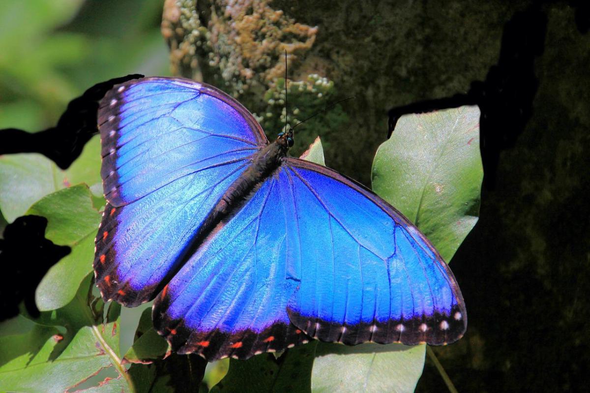Mariposa morpho: características, hábitat y alimentación
