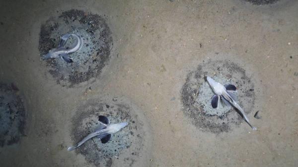 Exploran la Antártida a 535 metros de profundidad y encuentran una “ciudad submarina” formada por 60 millones de nidos - El pez de hielo que ha creado esta gigantesca colonia bajo la Antártida