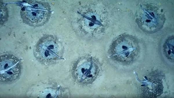 Exploran la Antártida a 535 metros de profundidad y encuentran una “ciudad submarina” formada por 60 millones de nidos