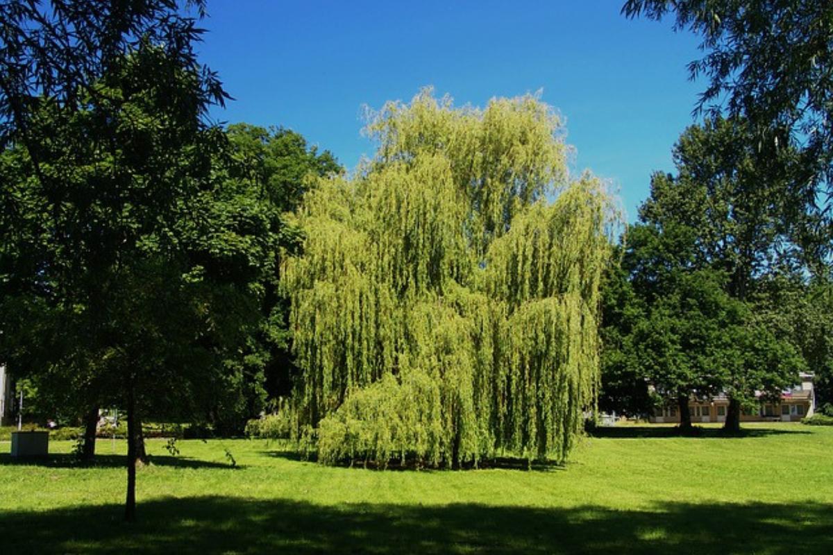 Plantas que crecen rápido