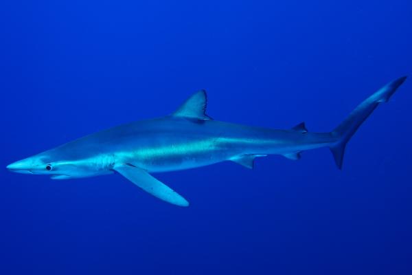 Tintorera o Prionace glauca - Qué es una tintorera y sus características