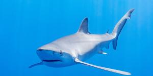 Tintorera o Prionace glauca