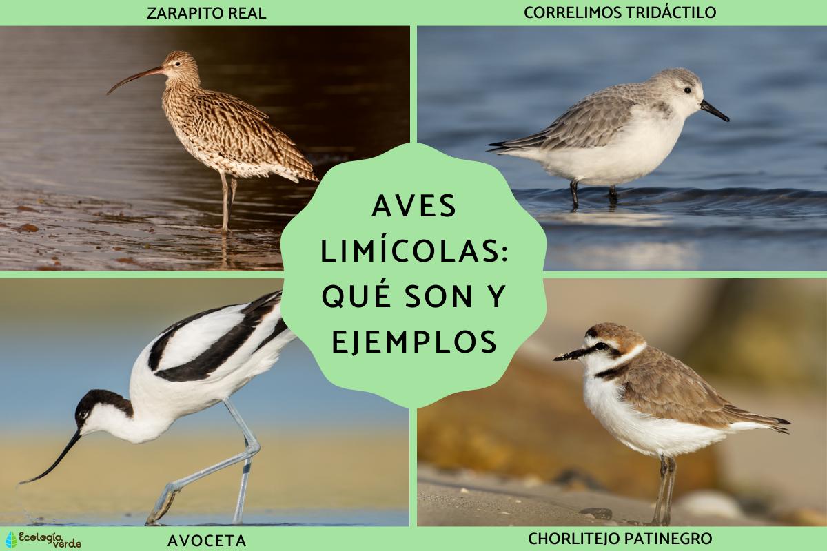 Aves limícolas: qué son y ejemplos