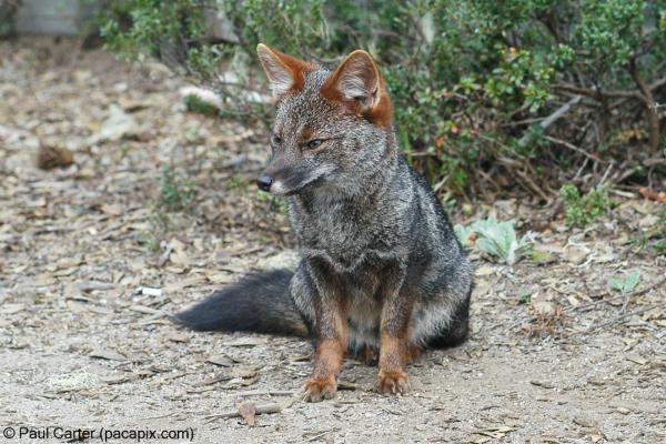 Zorro de Darwin, zorro chilote o Lycalopex fulvipes - Características del zorro de Darwin 