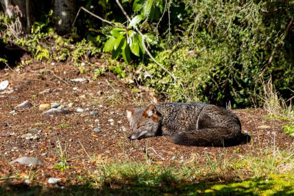 Zorro de Darwin, zorro chilote o Lycalopex fulvipes - Comportamiento del zorro de Darwin 