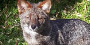Zorro de Darwin, zorro chilote o Lycalopex fulvipes