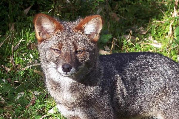 Zorro de Darwin, zorro chilote o Lycalopex fulvipes