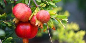 5 árboles frutales que puedes plantar en octubre: algunos florecen o dan fruto cuando otros ya están parados