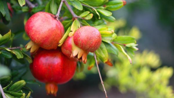 5 árboles frutales que puedes plantar en octubre: algunos florecen o dan fruto cuando otros ya están parados