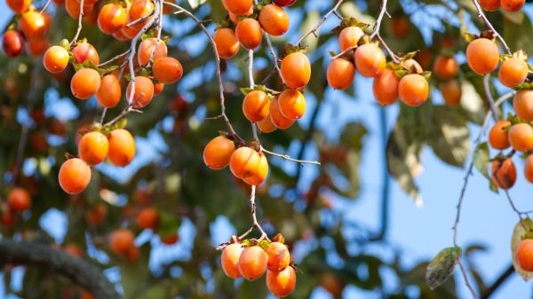 5 árboles frutales que puedes plantar en octubre: algunos florecen o dan fruto cuando otros ya están parados - Caqui, el frutal que llena el jardín de color al final del año