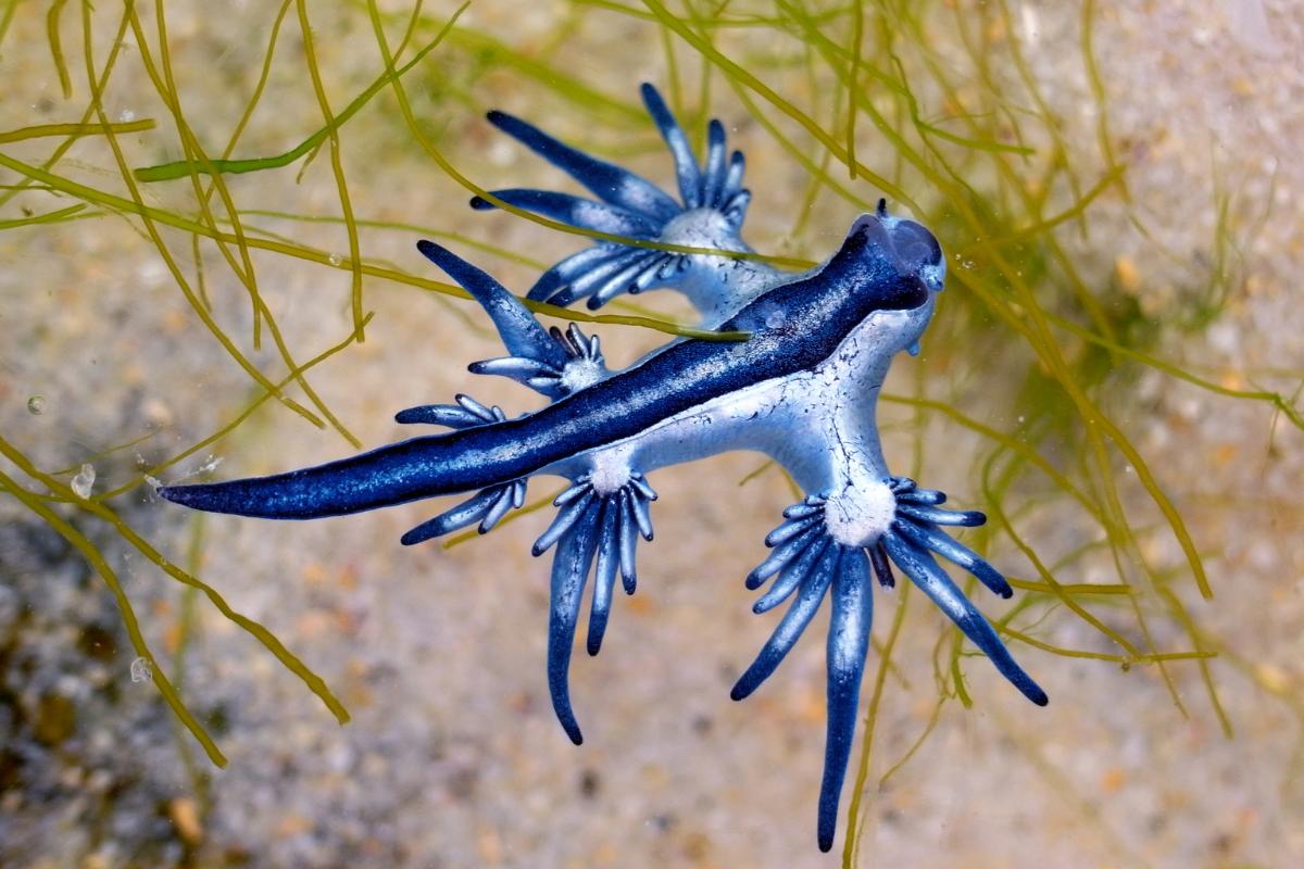 Dragón azul o Glaucus atlanticus: tamaño, anatomía, alimentación y veneno
